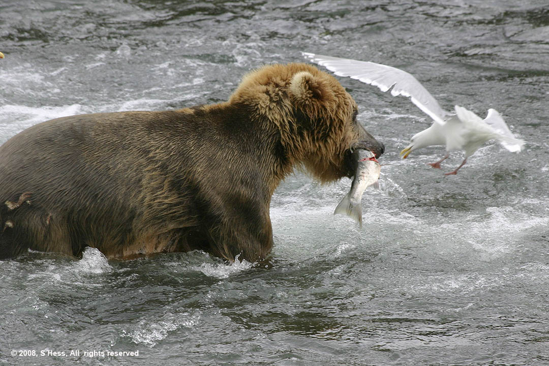 Bear and Gull want the fish... guess who wins